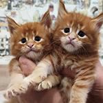 Котята мейн-кун StarPaws, помет B1, 07.12.2022