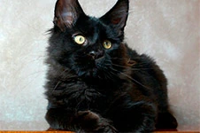 Котенок мейн-кун Casper StarPaws, окрас n, помет C, 26.07.2018