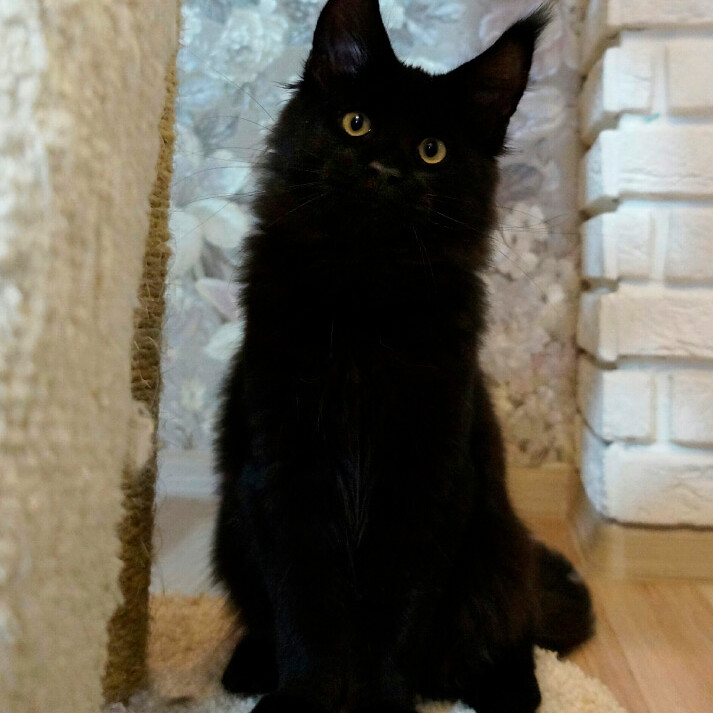 Котенок мейн-кун Casper StarPaws, окрас n, помет C, 26.07.2018