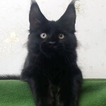 Котенок мейн-кун Casper StarPaws, окрас n, помет C, 26.07.2018
