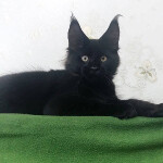 Котенок мейн-кун Casper StarPaws, окрас n, помет C, 26.07.2018