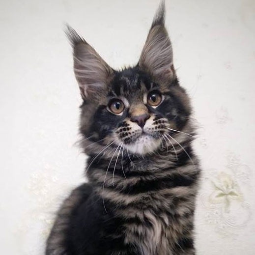 Котенок мейн-кун Churchill StarPaws, окрас n 22, помет C, 26.07.2018