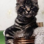 Котенок мейн-кун Churchill StarPaws, окрас n 22, помет C, 26.07.2018