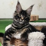 Котенок мейн-кун Churchill StarPaws, окрас n 22, помет C, 26.07.2018