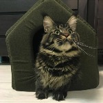 Котенок мейн-кун Churchill StarPaws, окрас n 22, помет C, 26.07.2018