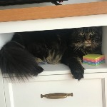 Котенок мейн-кун Churchill StarPaws, окрас n 22, помет C, 26.07.2018
