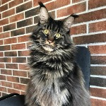 Котенок мейн-кун Churchill StarPaws, окрас n 22, помет C, 26.07.2018