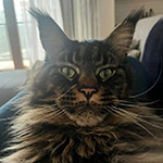 Котенок мейн-кун Churchill StarPaws, окрас n 22, помет C, 26.07.2018