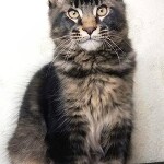 Котенок мейн-кун Cosmos StarPaws, окрас n 25, помет C, 26.07.2018