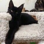 Котенок мейн-кун Cousteau StarPaws, окрас n, помет C, 26.07.2018
