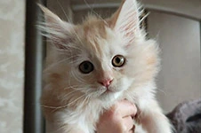 Котенок мейн-кун Calipso StarPaws, окрас ds 22, помет C1, 18.02.2023