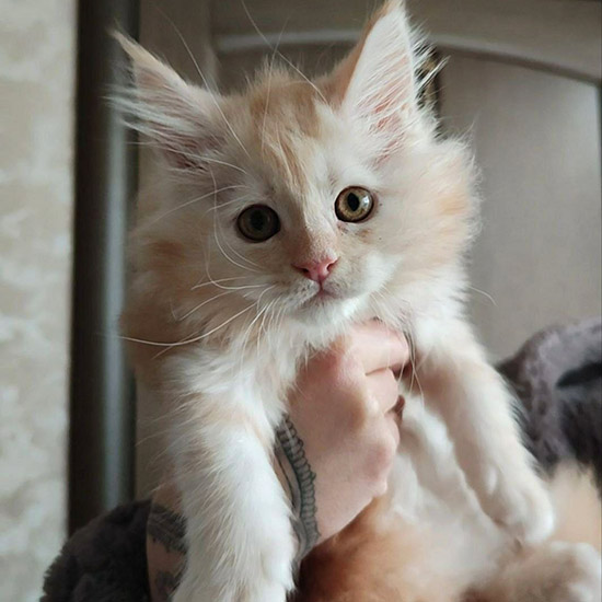 Котенок мейн-кун Calipso StarPaws, окрас ds 22, помет C1, 18.02.2023