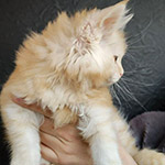 Котенок мейн-кун Calipso StarPaws, окрас ds 22, помет C1, 18.02.2023