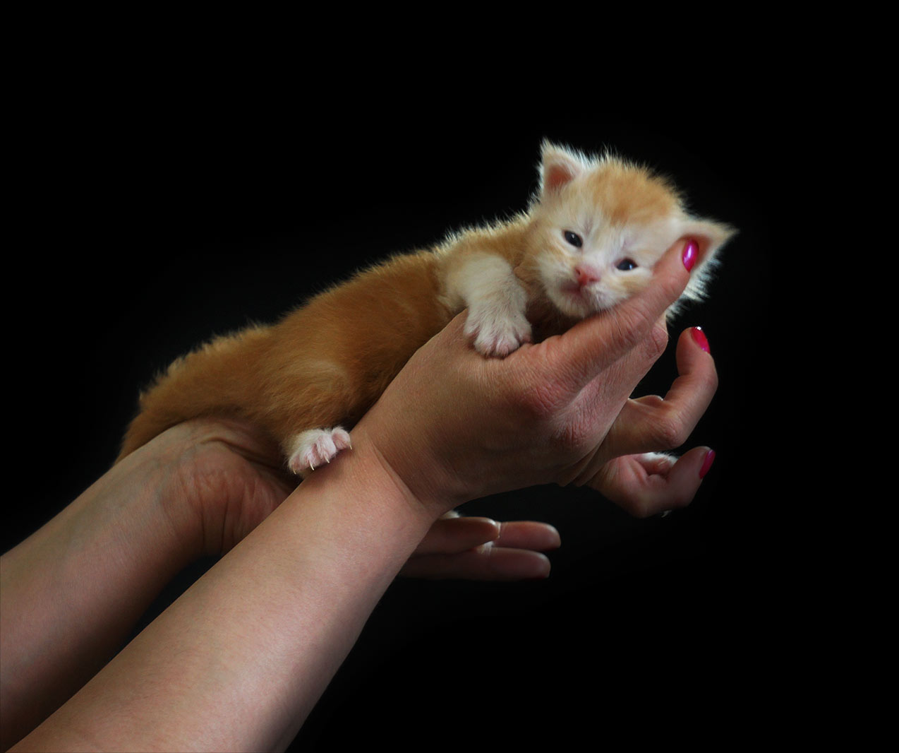 Котенок мейн-кун Damir StarPaws, окрас ds 22, помет D, 20.04.2019