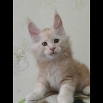 Видео 1 Damir