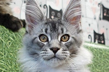 Котенок мейн-кун Danaya StarPaws, окрас ns 25, помет D, 20.04.2019