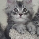 Котенок мейн-кун Danaya StarPaws, окрас ns 25, помет D, 20.04.2019