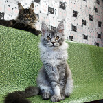 Котенок мейн-кун Danaya StarPaws, окрас ns 25, помет D, 20.04.2019