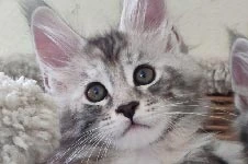 Котенок мейн-кун Darina StarPaws, окрас fs 22, помет D, 20.04.2019