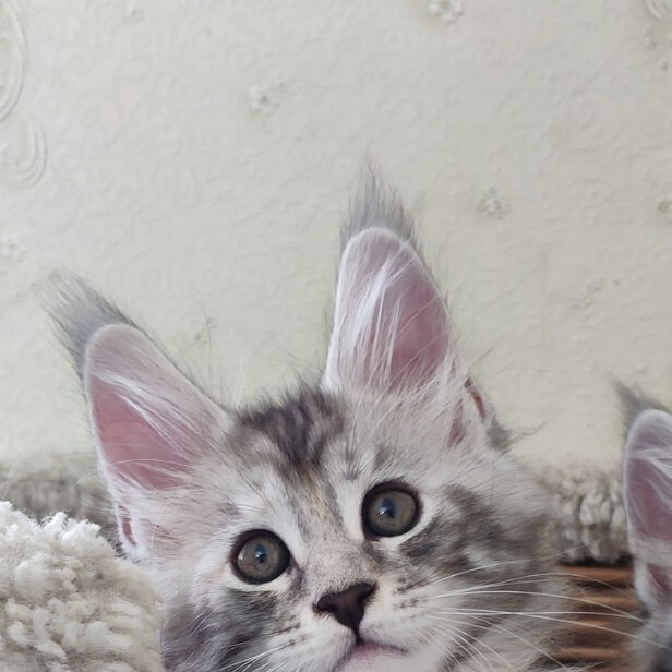 Котенок мейн-кун Darina StarPaws, окрас fs 22, помет D, 20.04.2019