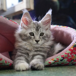 Котенок мейн-кун Darina StarPaws, окрас fs 22, помет D, 20.04.2019