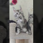 Видео 1 Darina