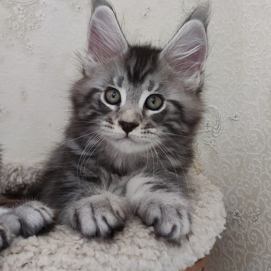 Котенок мейн-кун Deny StarPaws, окрас ns 22, помет D, 20.04.2019