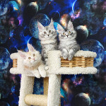 Котята мейн-кун StarPaws, помет D, 20.04.2019