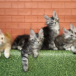 Котята мейн-кун StarPaws, помет D, 20.04.2019