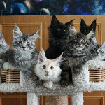 Котята мейн-кун StarPaws, помет D, 20.04.2019