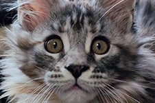 Котенок мейн-кун Dana StarPaws, окрас fs 22, помет D1, 18.03.2023