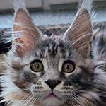 Котенок мейн-кун Dana StarPaws, окрас fs 22, помет D1, 18.03.2023