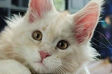 Котенок мейн-кун Denis StarPaws, окрас ds, помет D1, 18.03.2023