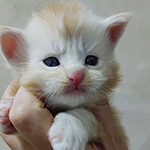 Котенок мейн-кун Denis StarPaws, окрас ds, помет D1, 18.03.2023