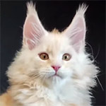 Видео 1 Denis