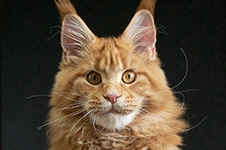 Котенок мейн-кун Dina StarPaws, окрас d 22, помет D1, 18.03.2023