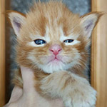 Котенок мейн-кун Dina StarPaws, окрас d 22, помет D1, 18.03.2023