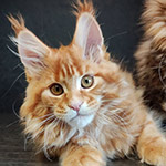 Котенок мейн-кун Dina StarPaws, окрас d 22, помет D1, 18.03.2023