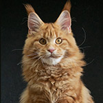 Котенок мейн-кун Dina StarPaws, окрас d 22, помет D1, 18.03.2023