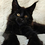 Котенок мейн-кун Disel StarPaws, окрас ns, помет D1, 18.03.2023