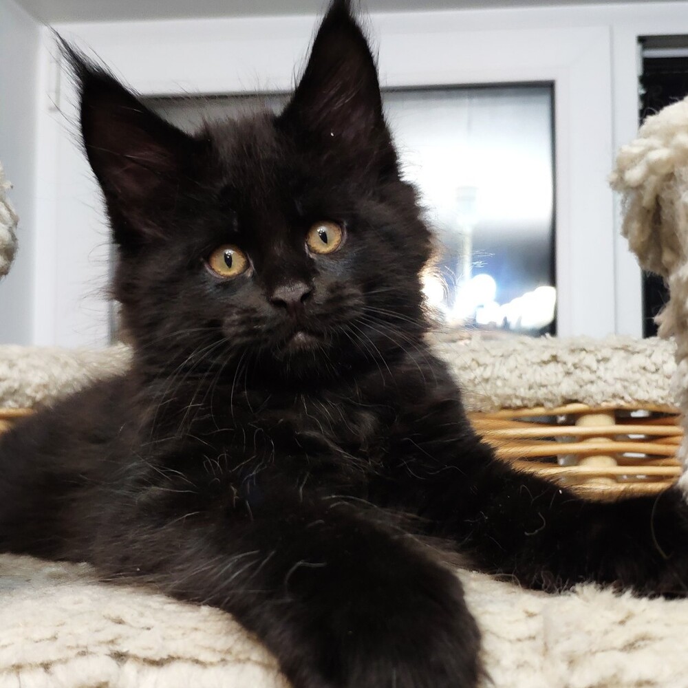 Котенок мейн-кун Eisa StarPaws, окрас n, помет E, 16.10.2019
