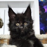 Котенок мейн-кун Eisa StarPaws, окрас n, помет E, 16.10.2019