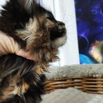 Котенок мейн-кун Elisa StarPaws, окрас f, помет E, 16.10.2019