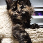 Котенок мейн-кун Elisa StarPaws, окрас f, помет E, 16.10.2019