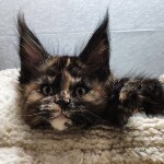 Котенок мейн-кун Elisa StarPaws, окрас f, помет E, 16.10.2019