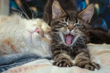 Котенок мейн-кун Emka StarPaws, окрас f, помет E, 16.10.2019