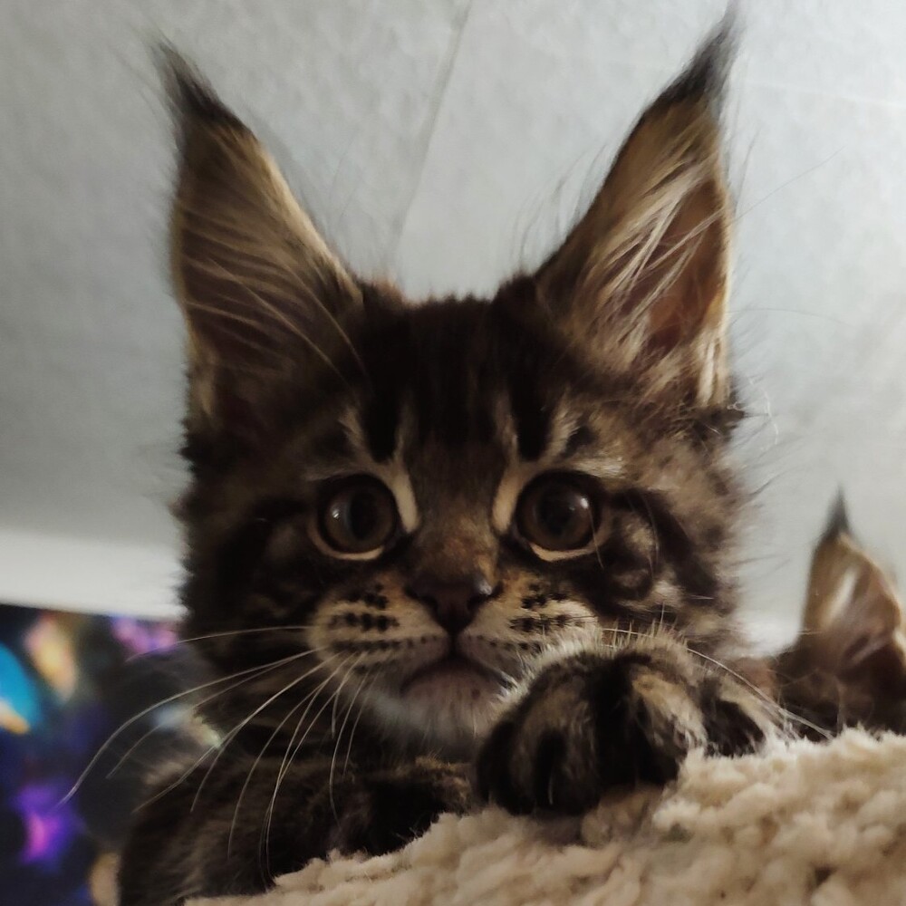 Котенок мейн-кун Emka StarPaws, окрас f, помет E, 16.10.2019