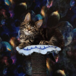 Котенок мейн-кун Emka StarPaws, окрас f, помет E, 16.10.2019
