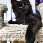 Котенок мейн-кун Enzo StarPaws, окрас n, помет E, 16.10.2019