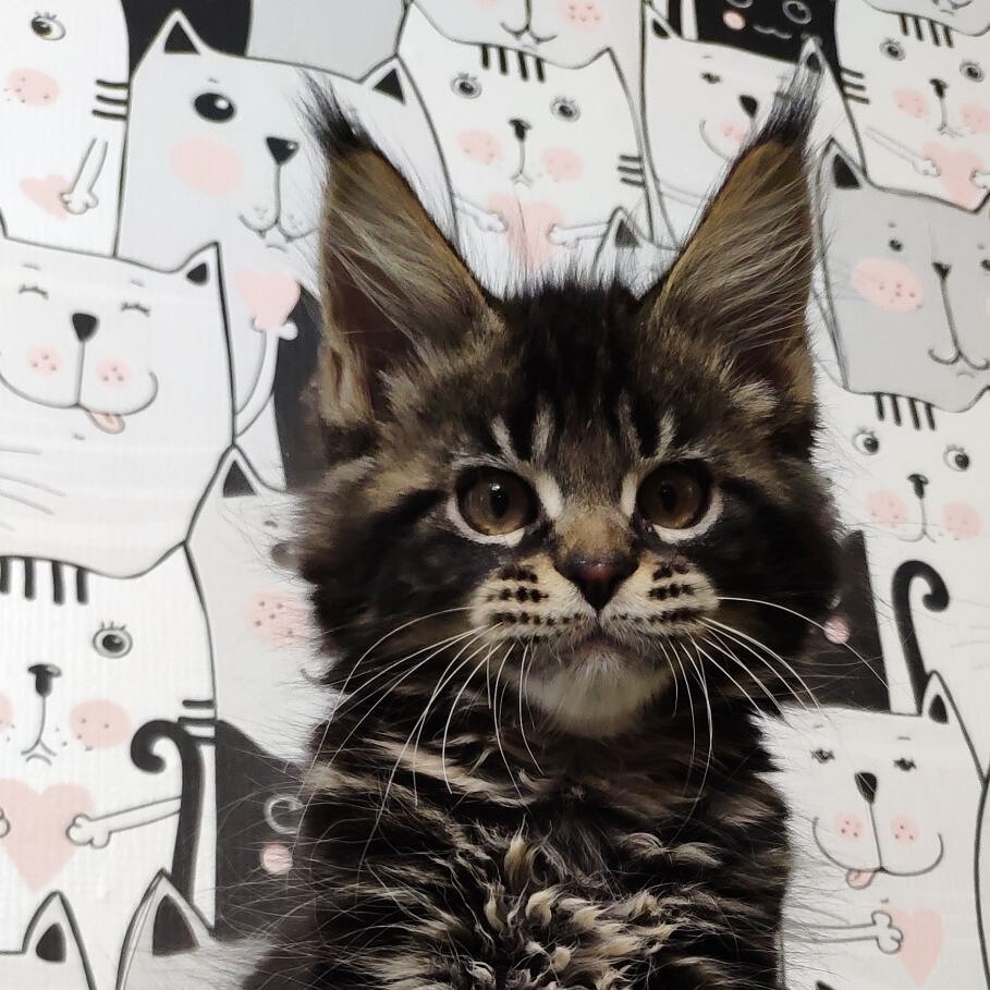Котенок мейн-кун Eshta StarPaws, окрас n 22, помет E, 16.10.2019